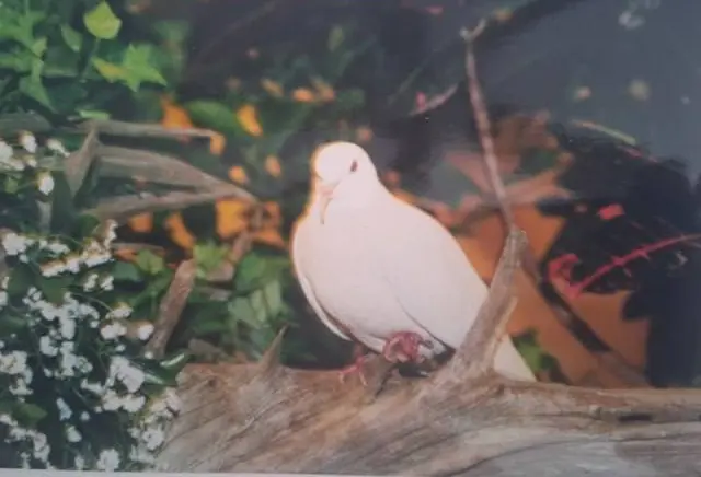 В США умер самый старый голубь в мире — ему было 44 года