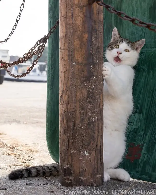 Уличные коты как звезды: фотограф Масаюки Оки превращает повседневность в искусство