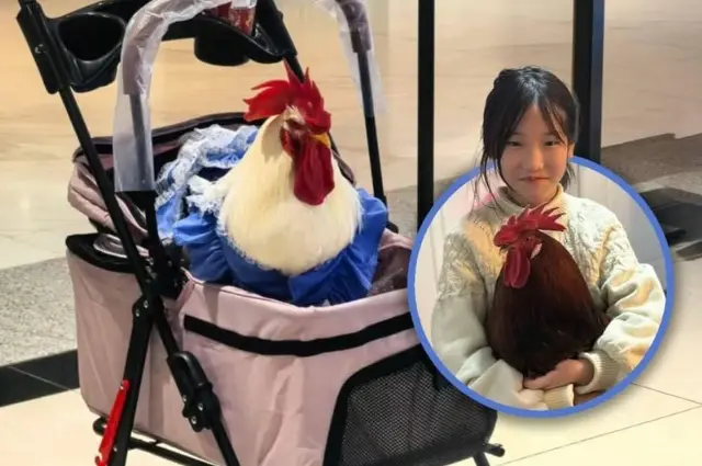 В Китае набирает популярность мода на домашних кур