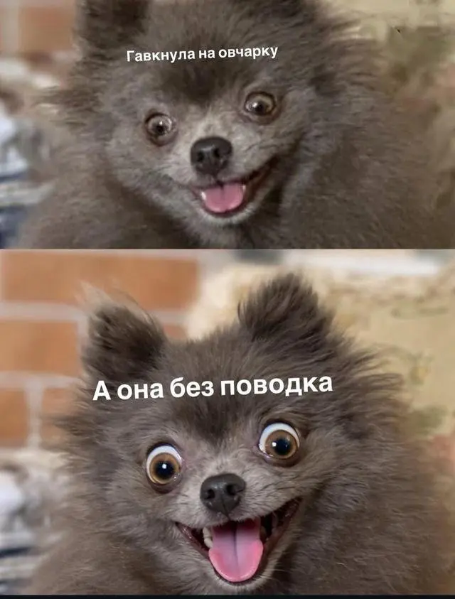Лучшие шутки и мемы про собак 01.05.2026