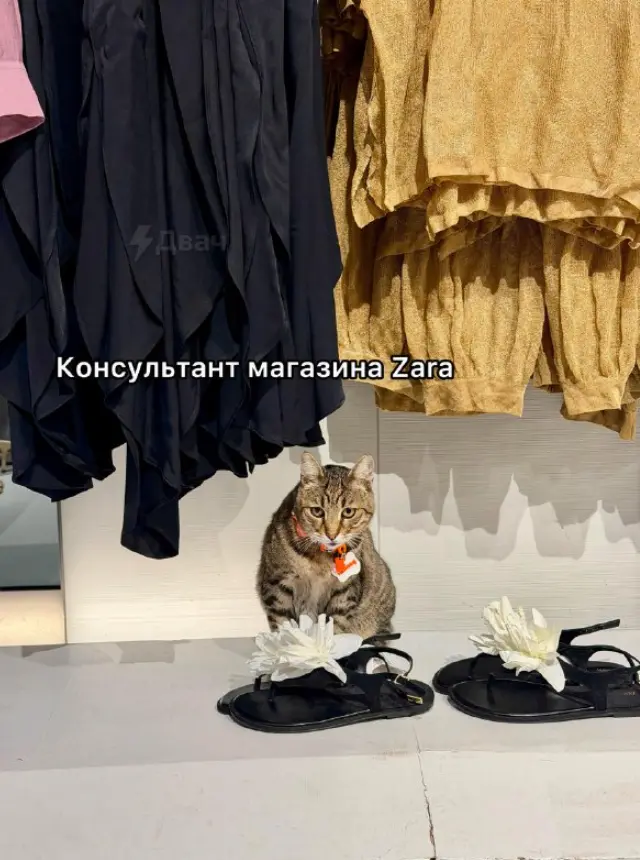 Консультант с лапками: стамбульские коты официально «захватили» рынок труда в Турции