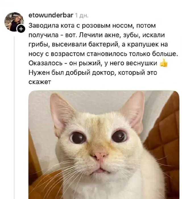 Истории владельцев животных, когда поход к ветеринару оказался бесполезным