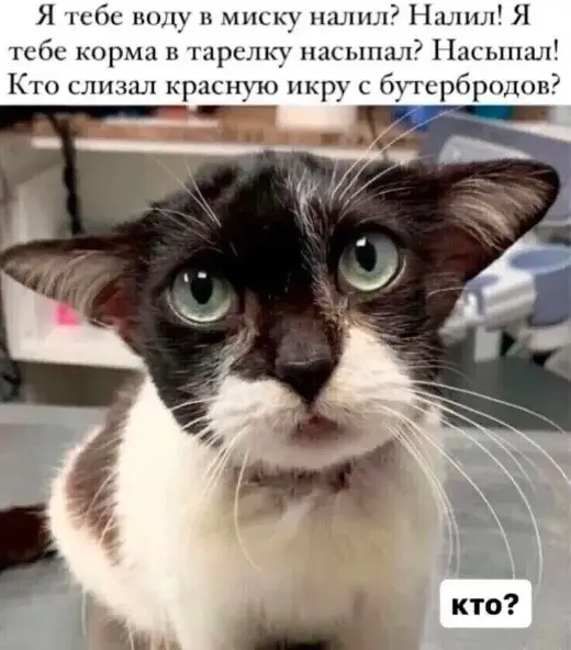 Когда хочется просто поржать 08.07.2026