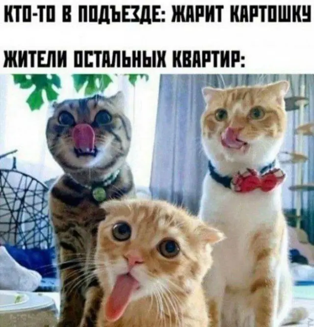 Порция улыбок, мемов и хорошего настроения 15.09.2026